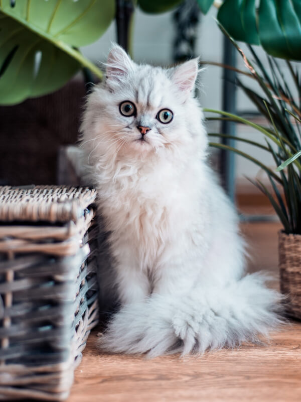 pet-shop-11